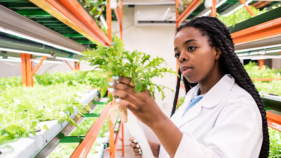 Student inspecting an individual plant inside a greenhouse